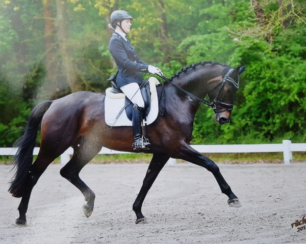 dressage horse Fenna 5 (Westphalian, 2012, from Friedensritter)