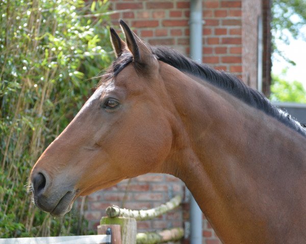 Pferd Thabalouga (Trakehner, 1995, von Sir Chamberlain)