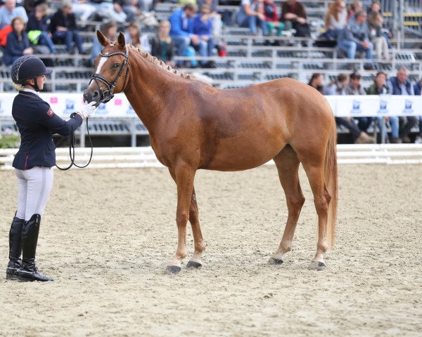 broodmare Südpfalz Haylee (German Riding Pony, 2013, from Dimension AT NRW)