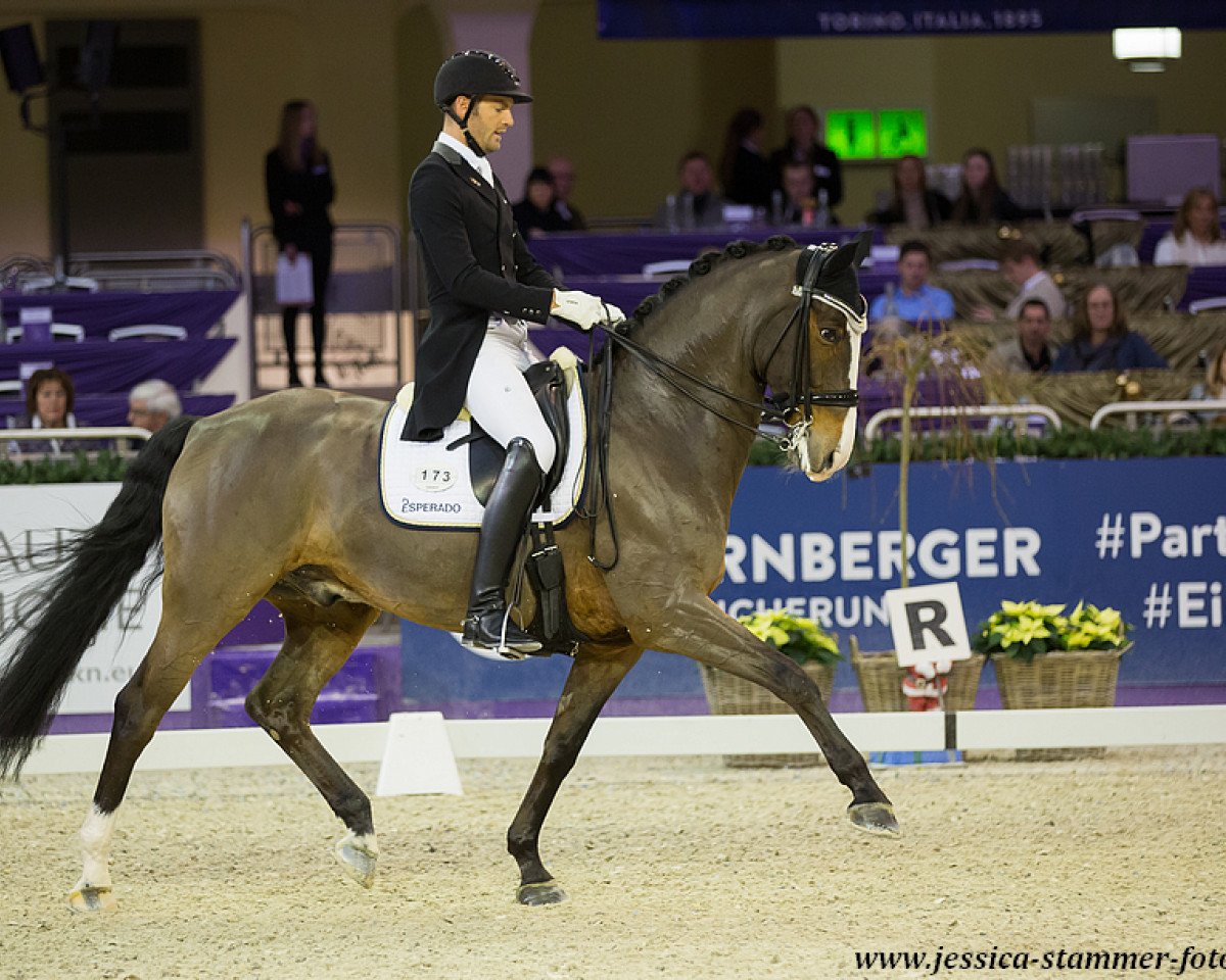 dressage horse Rovereto 4 (Hanoverian, 2007, from Rousseau)