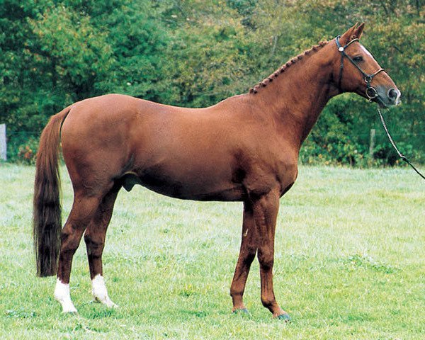 stallion Oberon du Moulin (Selle Français, 1980, from Laudanum xx)