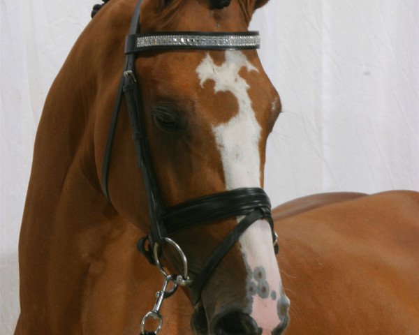 stallion Cobra One (Danish Warmblood, 2002, from Cape Town S.)