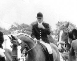 Pferd Ontario IV (Trakehner, 1980, von Ralf Mo 1087)