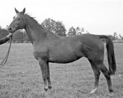 Zuchtstute Abfahrt (Trakehner, 1923, von Pirol)