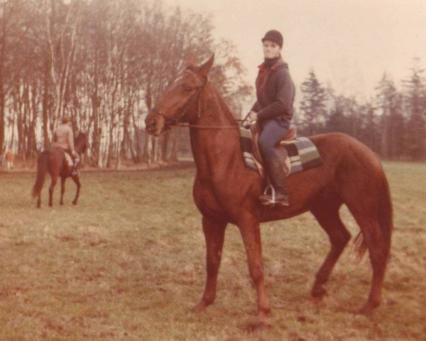 broodmare Andra II (Noble Warmblood, 1979, from Alberto)