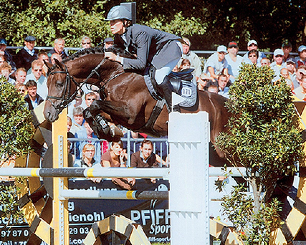Deckhengst Captain Fire (Holsteiner, 2001, von Contendro I)
