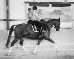 dressage horse Rush Hour (Oldenburg, 2011, from Rotspon)