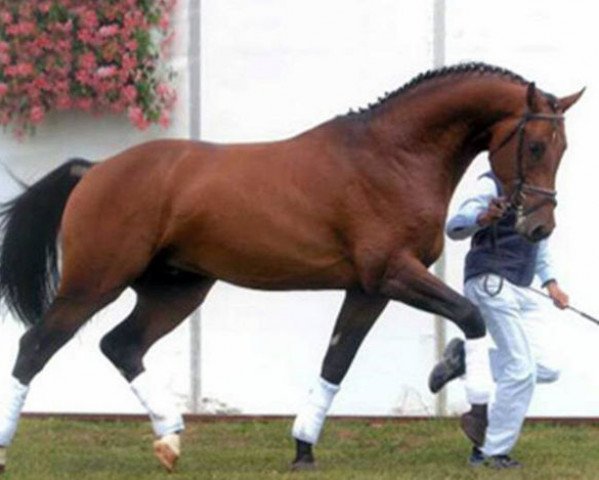 stallion Lizarazu (Holsteiner, 2002, from Lancer II)