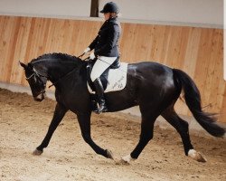 dressage horse Fürst Silvio (Westphalian, 2011, from Fürst Frederik)