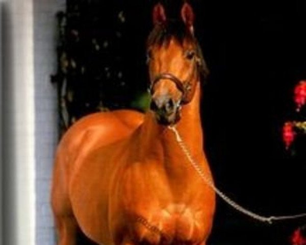 stallion Aspros xx (Thoroughbred, 1977, from Sparkler xx)