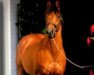 stallion Aspros xx (Thoroughbred, 1977, from Sparkler xx)