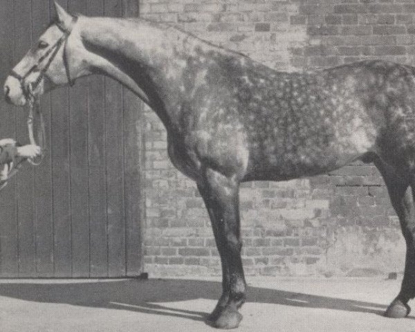 horse Moltke I (Holsteiner, 1967, from Maximus 620 SWE)