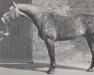 stallion Moltke I (Holsteiner, 1967, from Maximus)