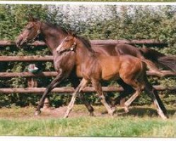 broodmare Aguilas xx (Thoroughbred, 1987, from Königsstuhl xx)