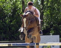 jumper Eldorado 137 (Belgian Warmblood, 2004, from Acorado I)