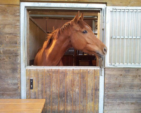 horse Harvey (Trakehner, 2007, from Preussenprinz)