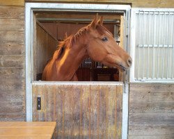 Pferd Harvey (Trakehner, 2007, von Preussenprinz)