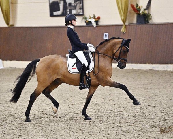 dressage horse Nasdaq Fh (German Riding Pony, 2011, from Nemax)