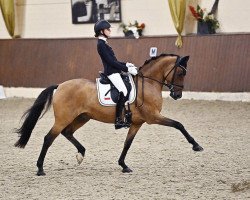 dressage horse Nasdaq Fh (German Riding Pony, 2011, from Nemax)