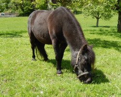 horse Reika (American Classic Shetler. Pony, 1991, from Barto v.d. Mulder)