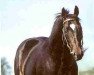 stallion Top Ville xx (Thoroughbred, 1976, from High Top xx)