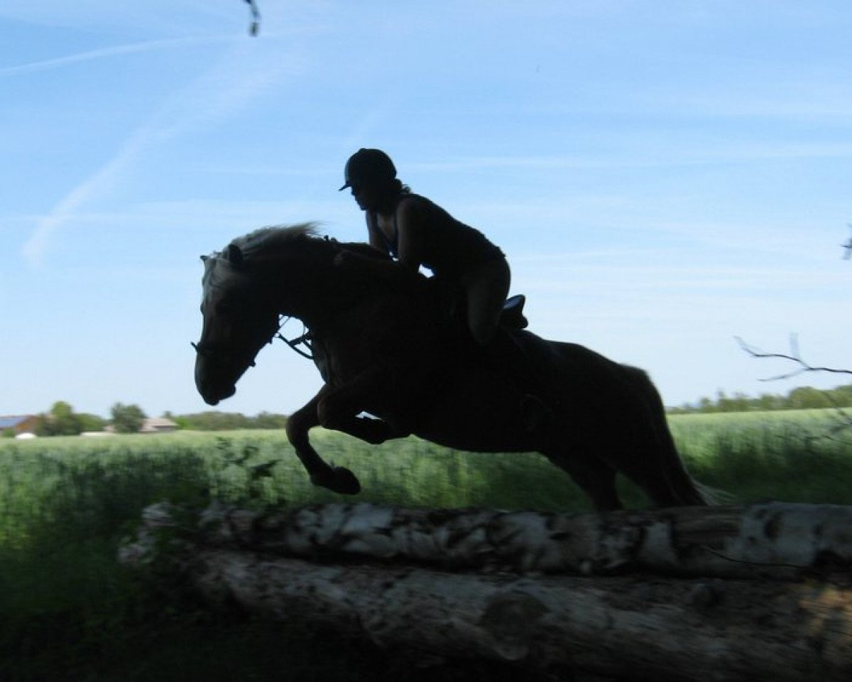 Pferd Montana (Haflinger, 1997)