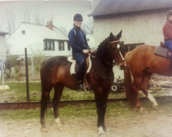 broodmare Dalmatika (Noble Warmblood, 1967, from Daban xx)