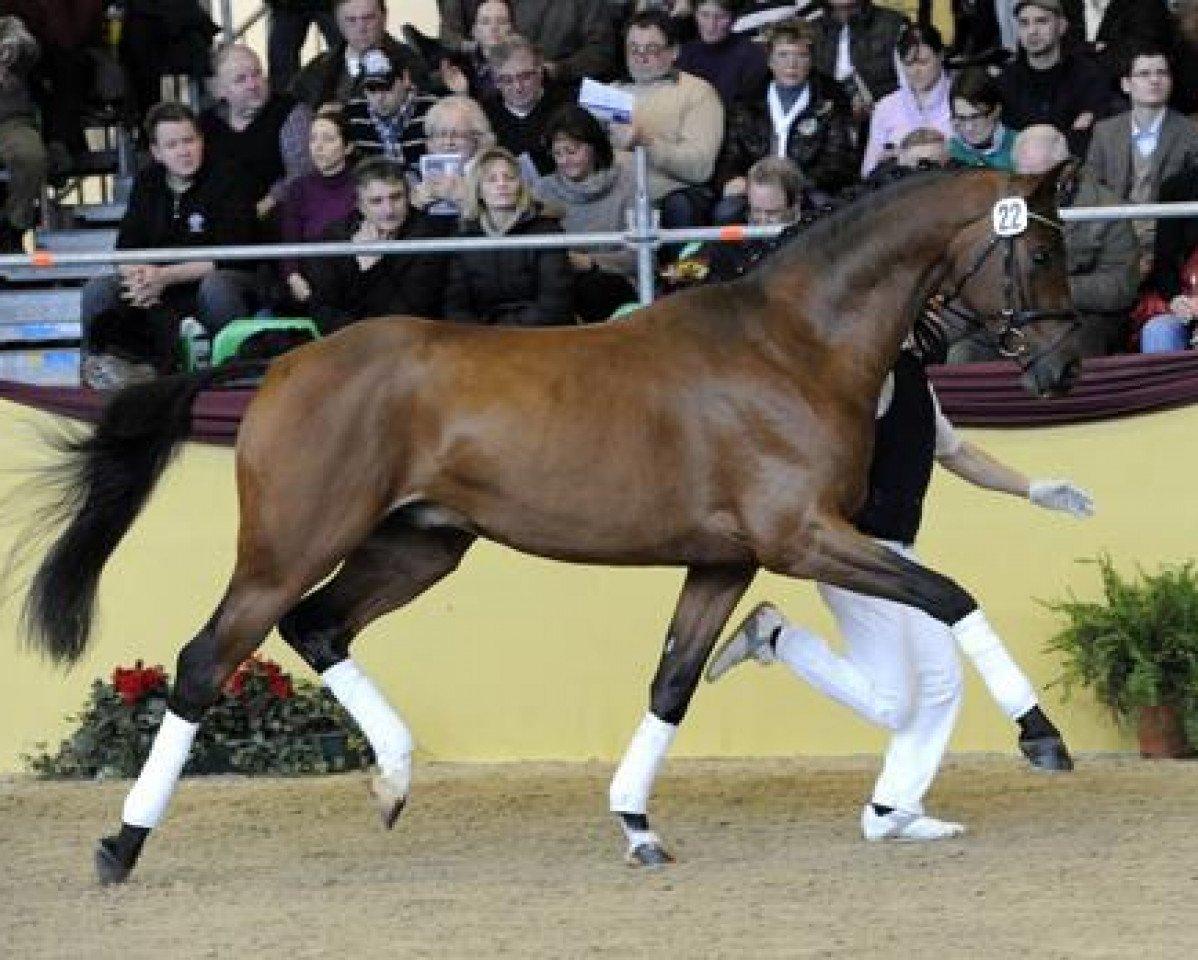 Deckhengst Quadrofino (Deutsches Sportpferd, 2008, von Quaterback)