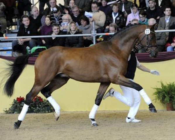 stallion Quadrofino (German Sport Horse, 2008, from Quaterback)