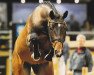 stallion Balous Bellini (Bavarian, 2006, from Balou du Rouet)