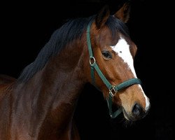 dressage horse Talavera (Trakehner, 2006, from Summertime)