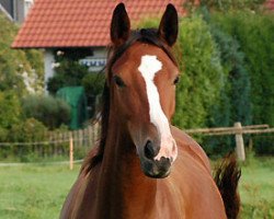 broodmare Kayenne Klassic (Trakehner, 2007, from Exclusiv)