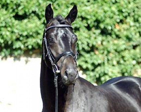 stallion Giovanni Silva (Trakehner, 2007, from Summertime)