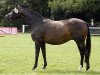 broodmare Schwalbenfeder II (Trakehner, 2002, from Summertime)