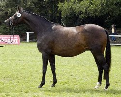 broodmare Schwalbenfeder II (Trakehner, 2002, from Summertime)