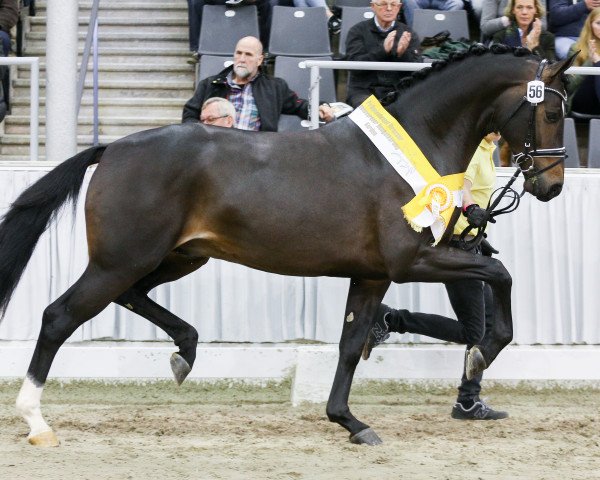 dressage horse Escamillo (Rhinelander, 2015, from Escolar)