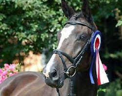 broodmare Sankt Helena (Trakehner, 2000, from Alter Fritz)