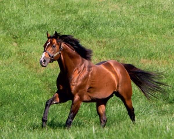 stallion Discreet Cat xx (Thoroughbred, 2003, from Forestry xx)