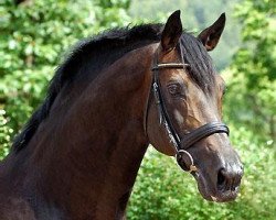 stallion Exclusiv (Trakehner, 1991, from Starway)