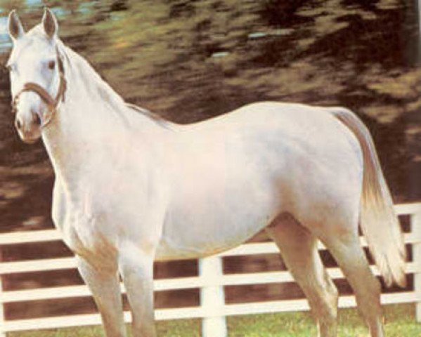 stallion Zeddaan xx (Thoroughbred, 1965, from Grey Sovereign xx)