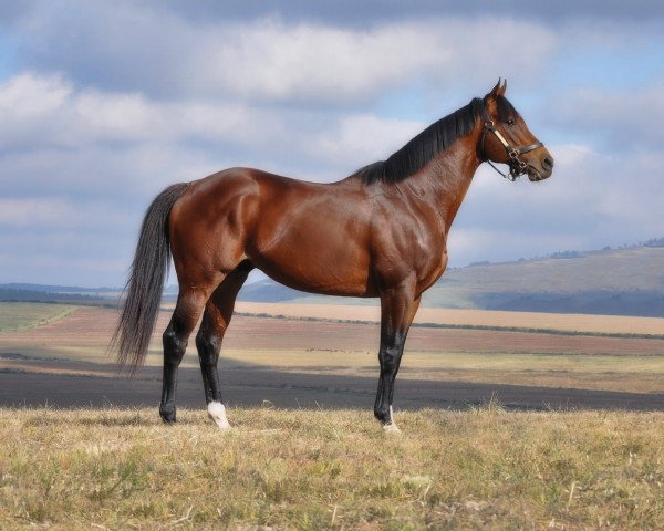 stallion Brave Tin Soldier xx (Thoroughbred, 2004, from Storm Cat xx)