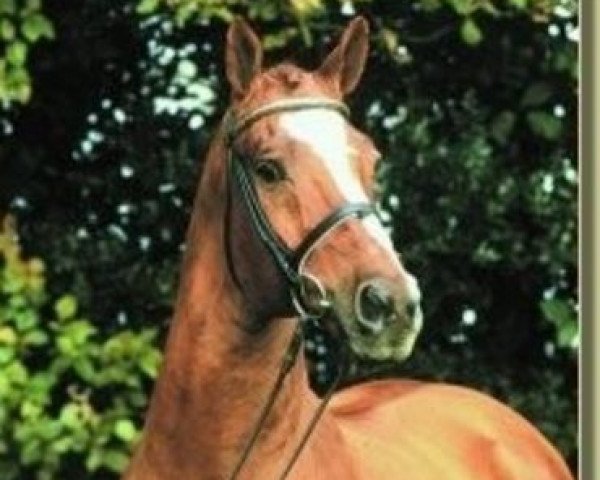 stallion Friedensfürst (Trakehner, 1990, from Rondo)