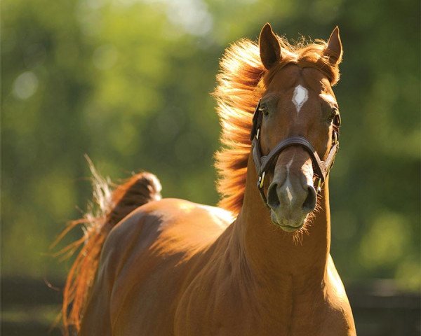 stallion Line of David xx (Thoroughbred, 2007, from Lion Heart xx)