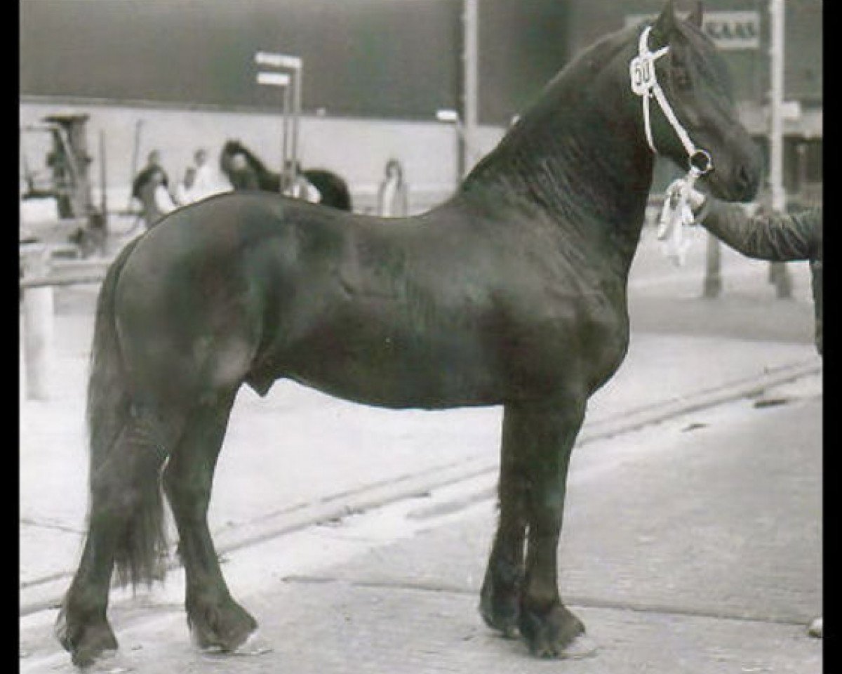 Deckhengst Feitse 293 (Friese, 1983, von Jochem 259)
