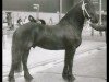 stallion Feitse 293 (Friese, 1983, from Jochem 259)