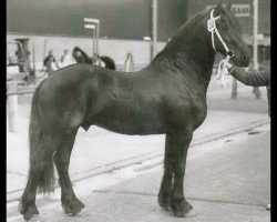 stallion Feitse 293 (Friese, 1983, from Jochem 259)