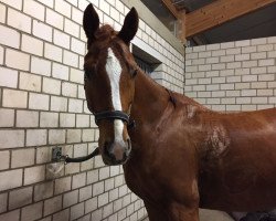 dressage horse Rubiano Sun (Hanoverian, 2011, from Royal Blend)