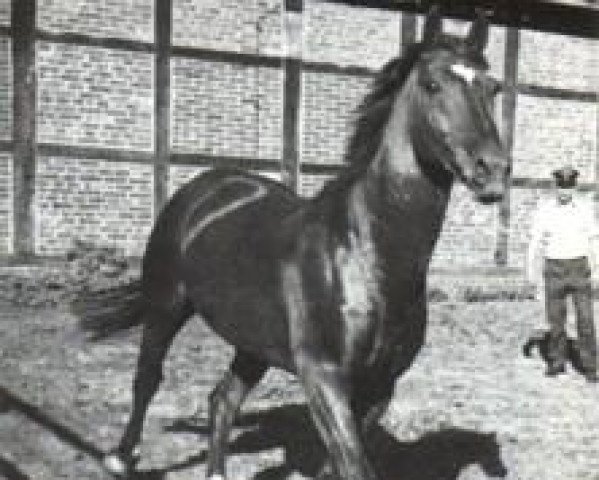horse Matador (Hanoverian, 1966, from Marconi)