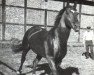 stallion Matador (Hanoverian, 1966, from Marconi)