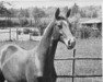 stallion Keith (Trakehner, 1941, from Pythagoras)
